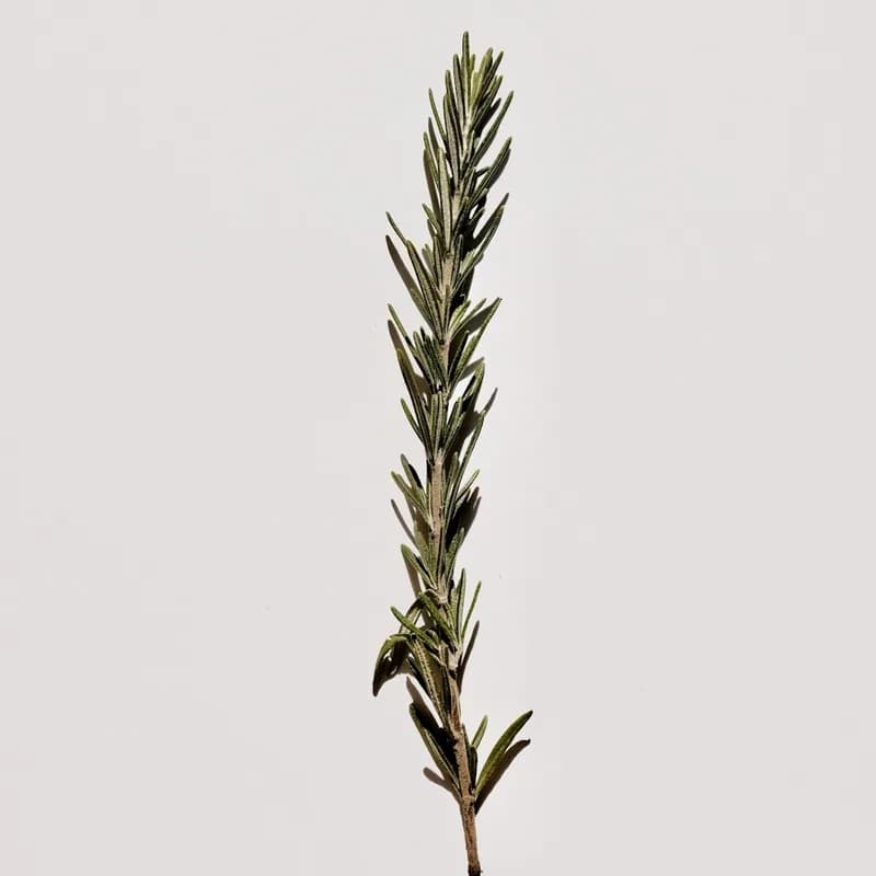 Rosemary